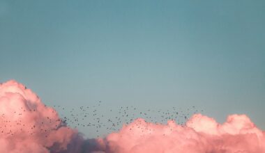 Pink clouds with a flock of birds flying in front of it