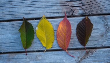 Four Leaves on Wooden Board