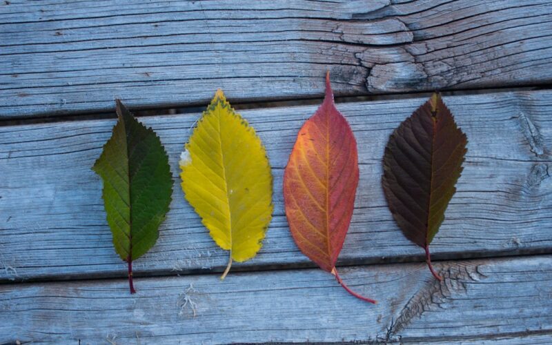 Four Leaves on Wooden Board