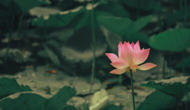 Selective Focus Photography of Pink Lotus Flower