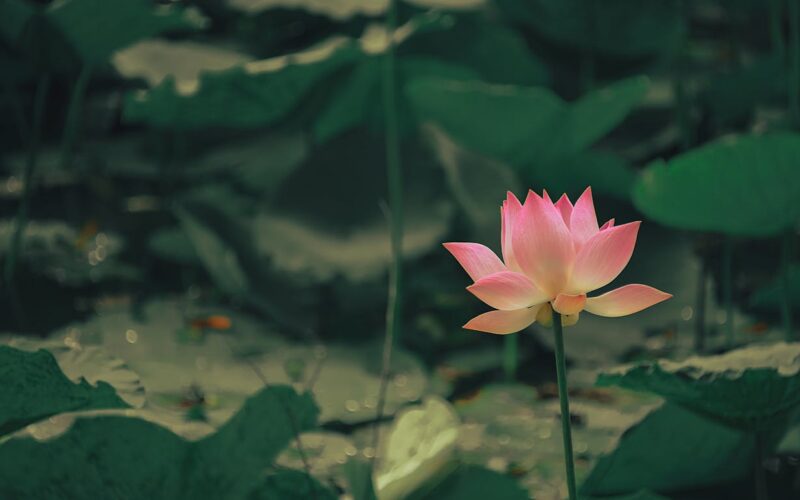 Selective Focus Photography of Pink Lotus Flower